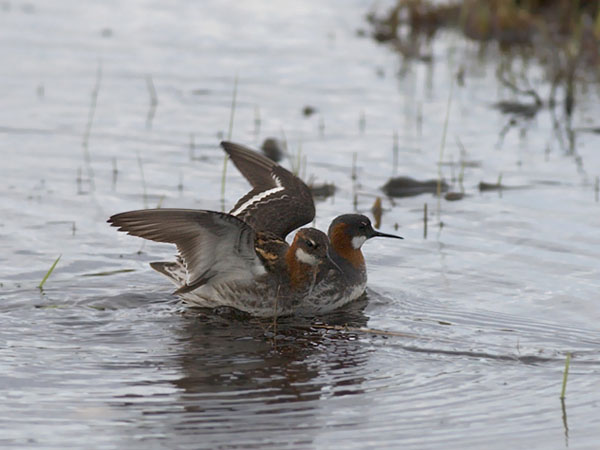 Vesipääsky, Red-necked Phalarope, Phalaropus lobatus